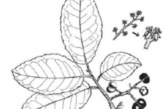 Sketch-of-Pygeum