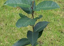 Small-Pygeum-plant
