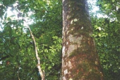 Trunk-of-Pygeum