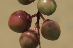 Unripe-fruits-of-Pygeum