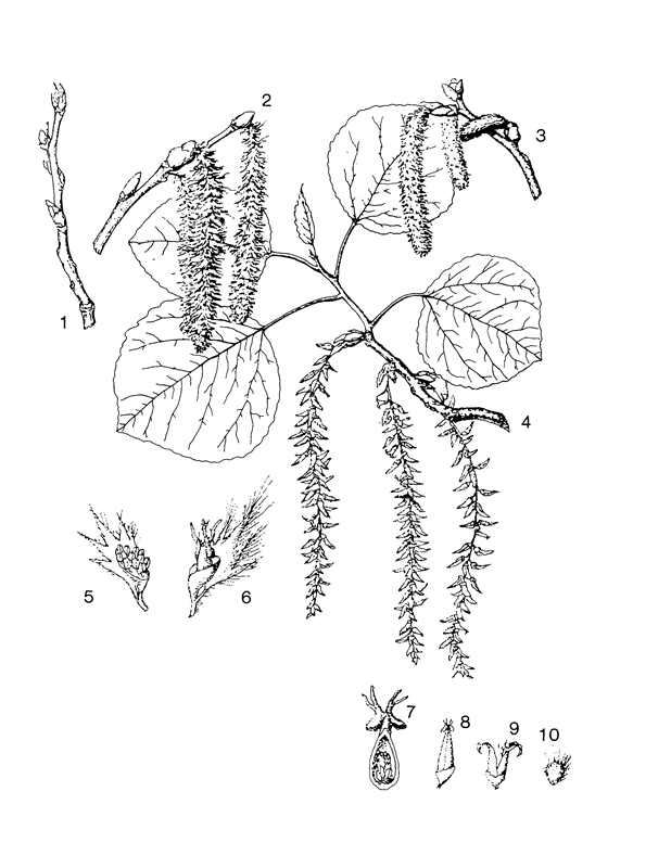 Quaking-Aspen-plant-Illustration
