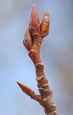 Quaking-Aspen-twig