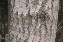 Bark-of-Quaking-Aspen