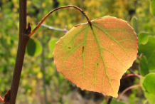 Leaf-displaying-fall-color