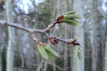 Leaves-Emerging-in-Quaking-plant