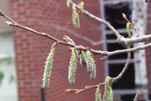 Quaking-Aspen-Flowers