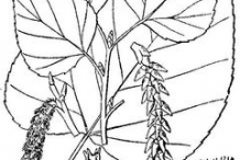 Quaking-Aspen-Sketch