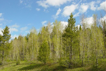 Quaking-Aspen-forest