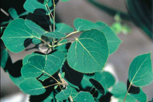 Quaking-Aspen-leaves