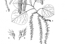 Quaking-Aspen-plant-Illustration