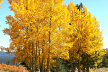 Quaking-Aspen-plant