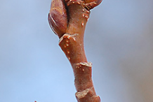 Quaking-Aspen-twig