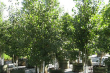 Small-Quaking-Aspen-tree