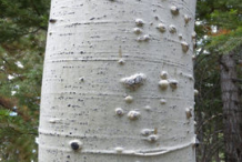 Trunk-of-Quaking-Aspen-plant
