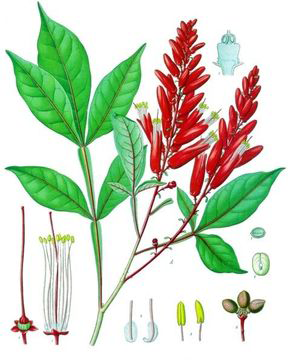 Quassia-plant-Illustration