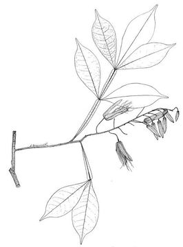 Quassia-plant-Sketch