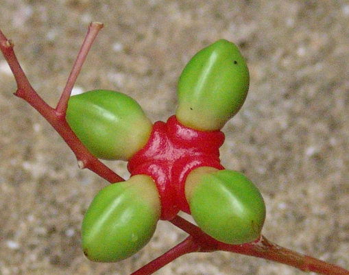 Quassia-unripe-fruit