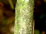 Bark-of-Quassia-plant