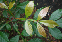 Quassia-Leaves