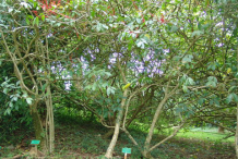 Quassia-Plant