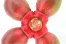 Quassia-immature-fruit