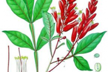 Quassia-plant-Illustration