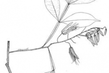 Quassia-plant-Sketch