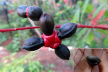 Quassia-ripe-fruit