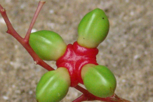 Quassia-unripe-fruit
