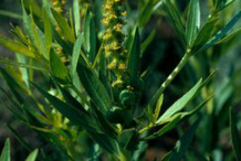 Flower-of-Queen’s-Delight-plant