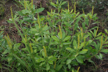Queen’s-Delight-bushes