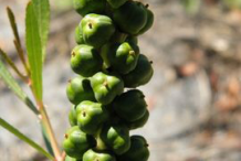 Queen’s-Delight-fruit