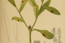Queen’s-Delight-plant-Illustration