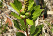 Queen’s-Delight-plant-with-flower-and-Fruit