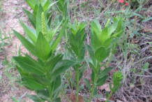 Queen’s-Delight-plant