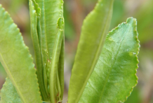 Queen's-delight-leaves