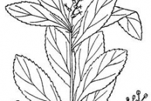 Sketch-of-Queen’s-Delight-plant