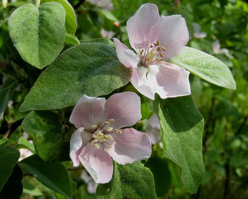 Quince-close-up-flowers