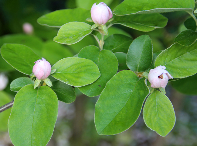 Quince-flower-buds