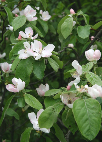 Quince-foliage-and-flowers