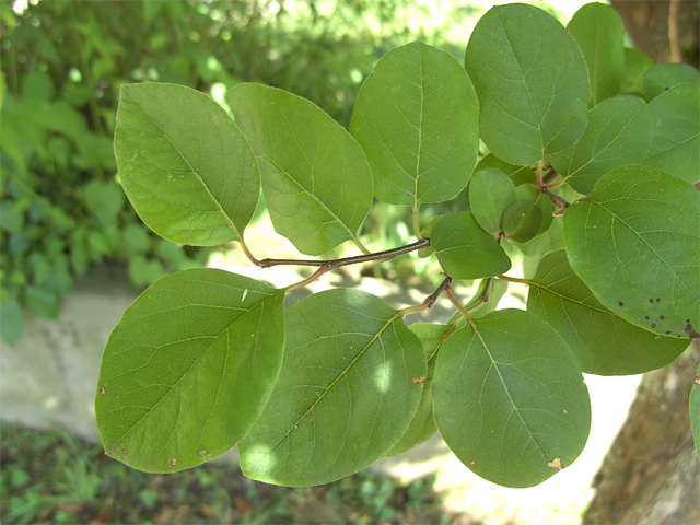 Quince-leaves