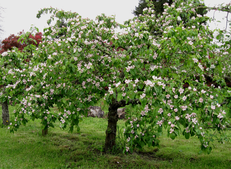 Quince-tree