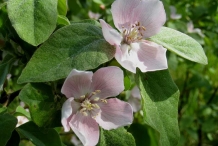 Quince-close-up-flowers