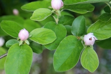 Quince-flower-buds