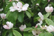 Quince-foliage-and-flowers