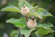 Quince-fruit-unripe