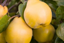 Quince-fruit