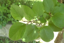 Quince-leaves