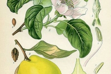 Quince-plant-illustration