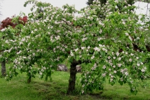 Quince-tree